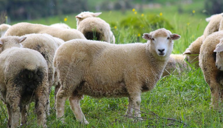 Sheep gathered in a field.