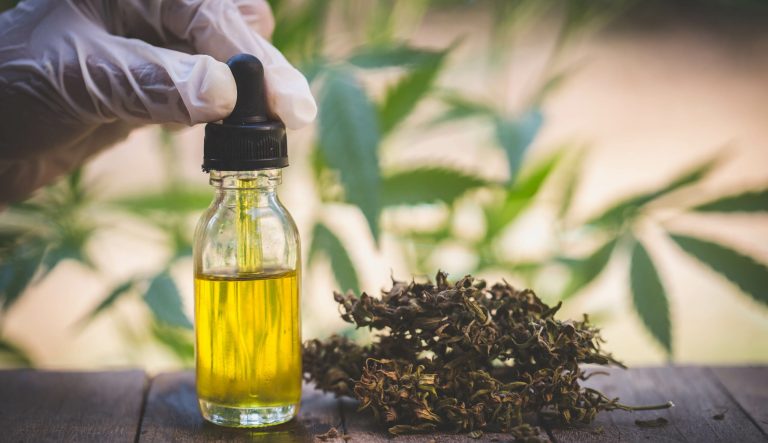 Hand holding bottle of CBD oil against marijuana plant.