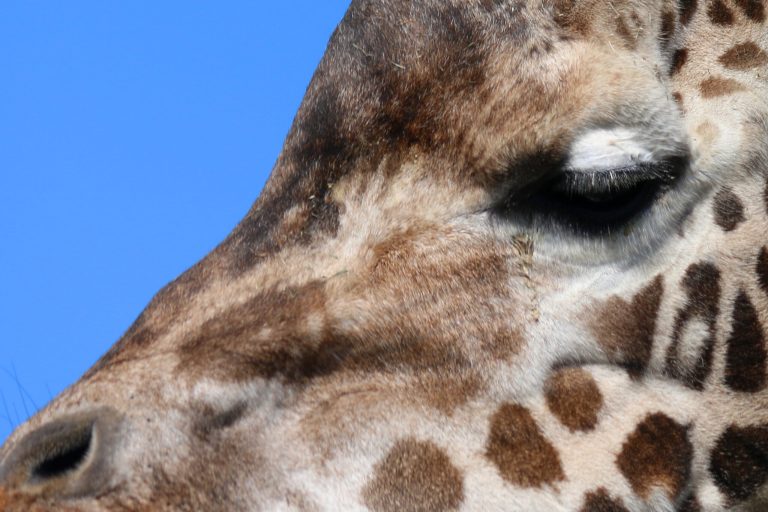 Newborn giraffe dies at San Diego Zoo Safari Park
