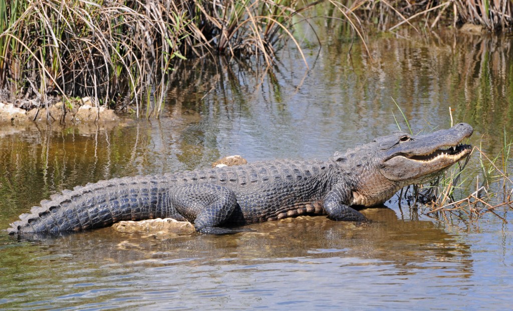 To save the Everglades, take on ‘Big Sugar’