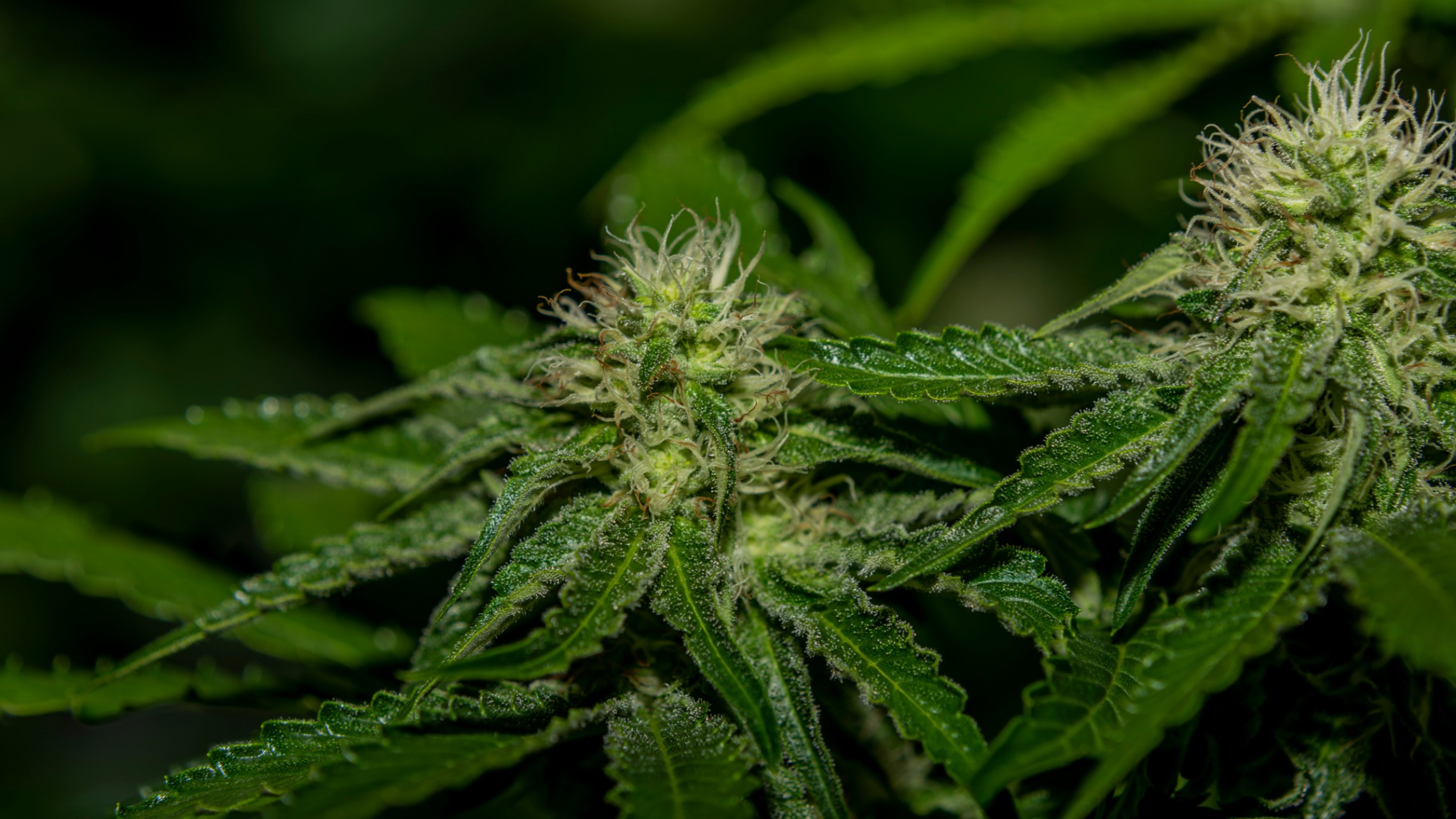 Banking for lawful marijuana has become a bipartisan issue