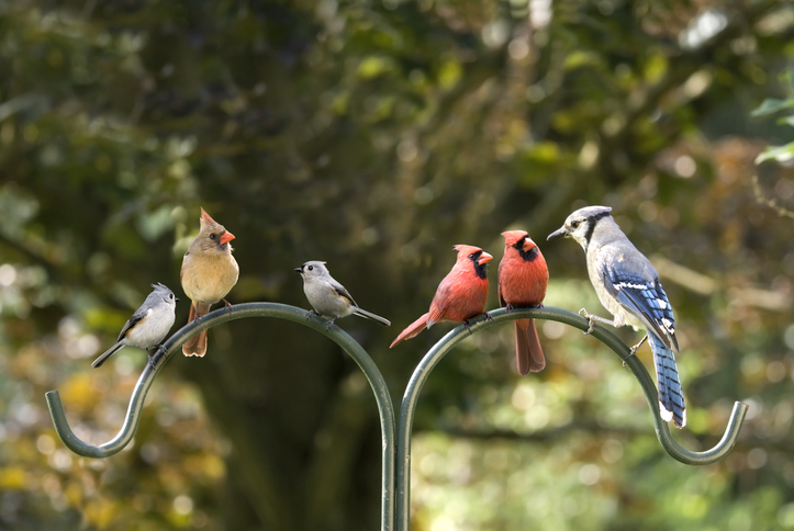 Bird Diversity Meeting