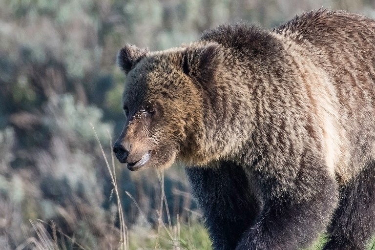 Woman charged after close encounter with Yellowstone grizzly