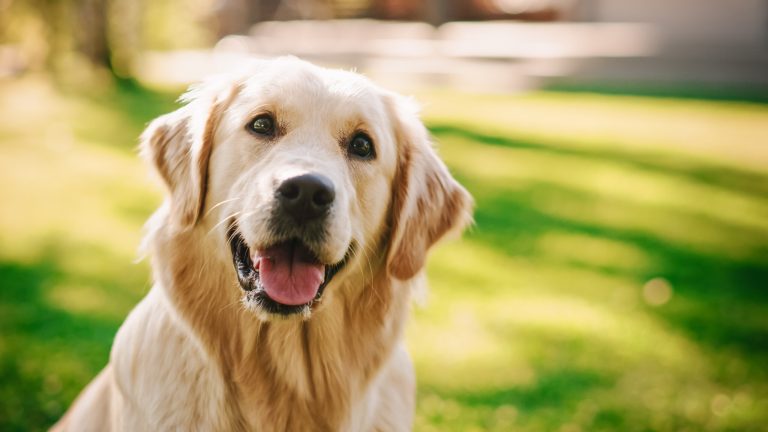Dog interrupts live weather report and runs off with microphone in viral video