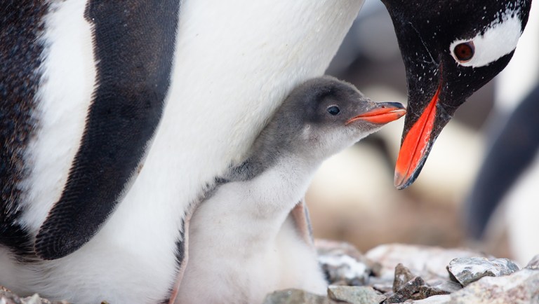 ‘Completely natural’: Aquarium to raise penguin with same-sex parents as gender-neutral