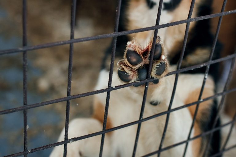 ASPCA pushes anti-meat agenda while sending 2% of budget to animal shelters: Watchdog