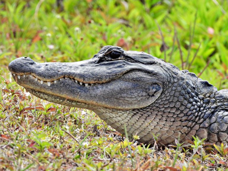 SEE IT: Emotional support alligator walks on leash through Philadelphia splash pad