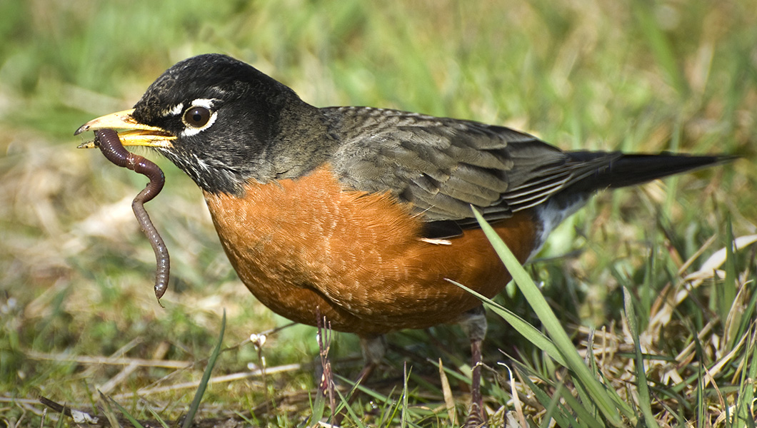 Michigan state bird impaled with dart found dead near Detroit