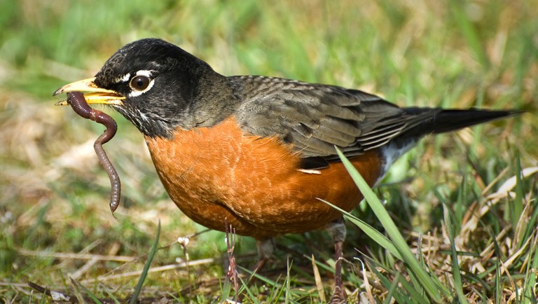 American Robin.