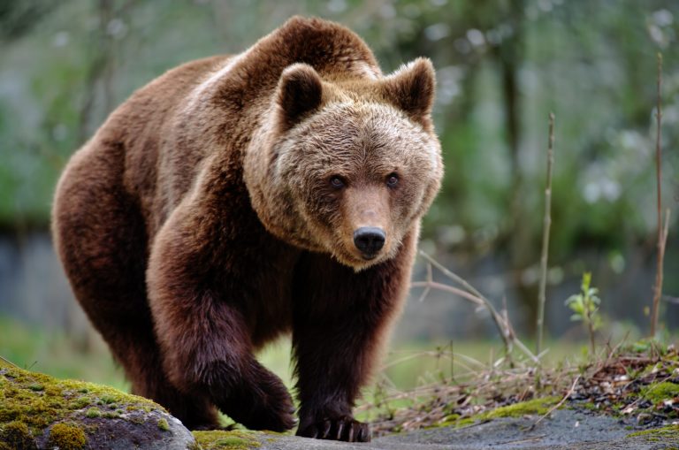 Fans cheer on brown bear roaming Italian countryside