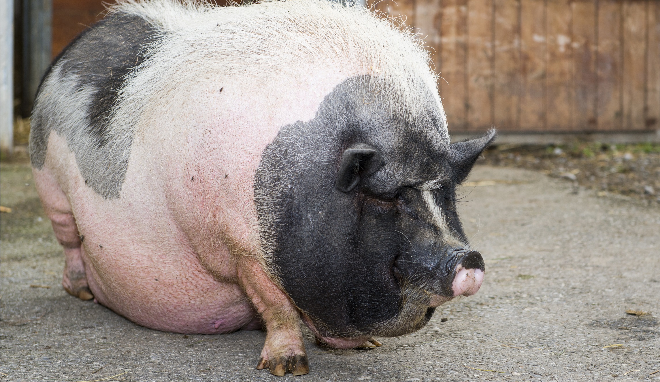 Rep. Ted Budd: Drain the swamp, eradicate earmarks