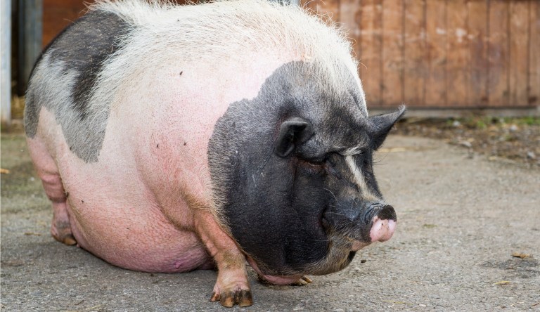 Rep. Ted Budd: Drain the swamp, eradicate earmarks