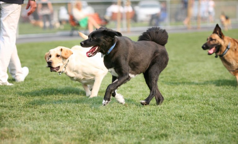 Dogs playing at the dog park.