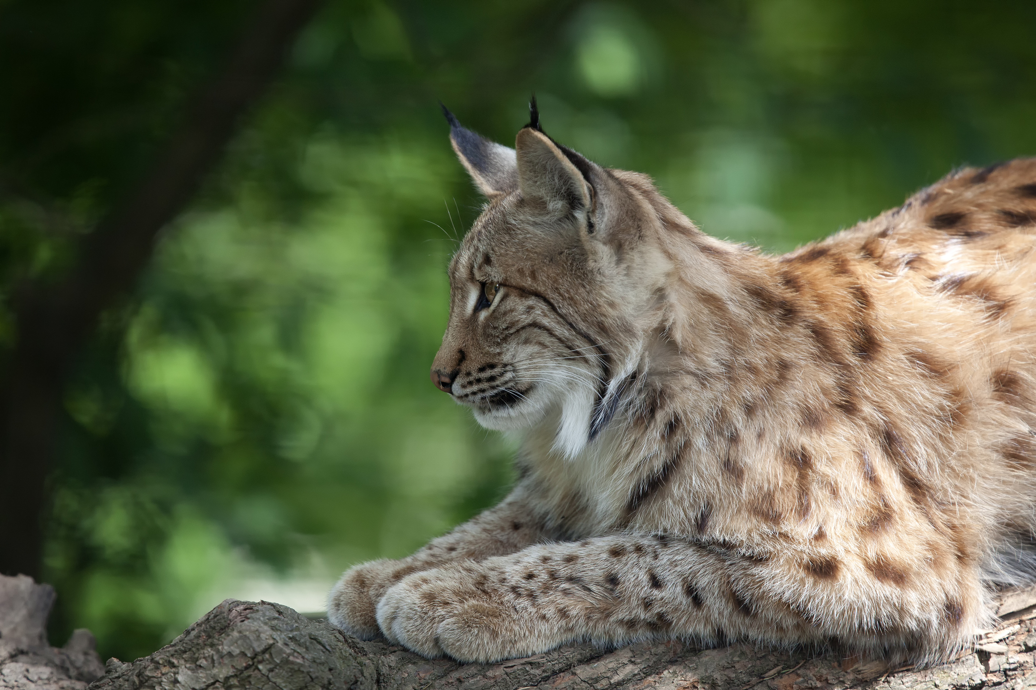 'He saved my life': North Carolina couple recount attack by rabid bobcat seen in viral video