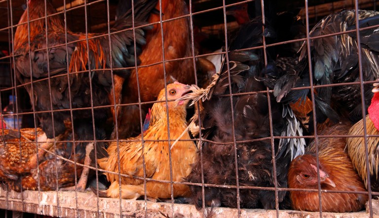 Africa is using America’s industrial farming techniques to get rich