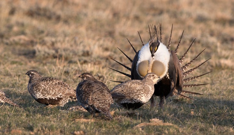 Pentagon sides with House GOP on sage-grouse in defense bill