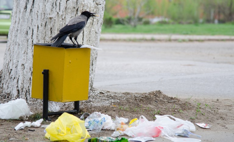 Crow digs in a garbage in search of food.