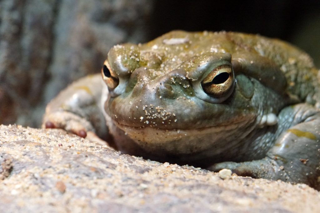 ‘Refrain from licking’: National Park Service says don’t lick toads