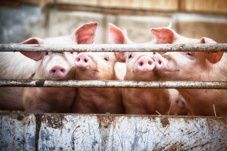 Nearly 40% of House seeks to block repeal of California pork restrictions