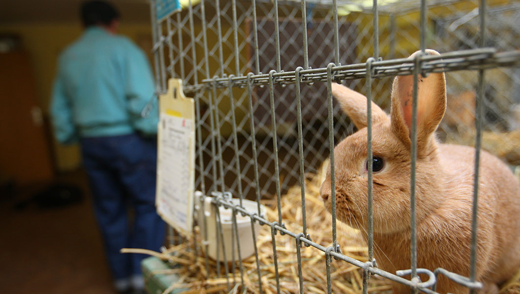 When the quest for profit causes animal suffering
