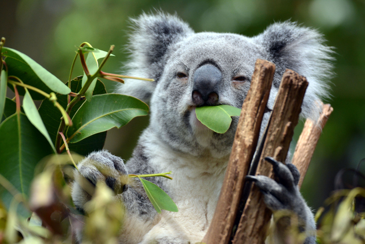 Australian koalas to get vaccinated against sexually transmitted disease to save the species