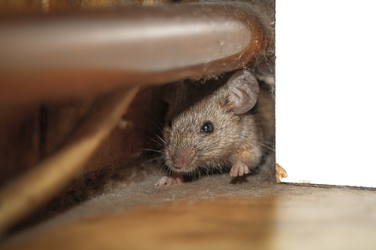 DC ranked No. 4 most rat-infested city: Report