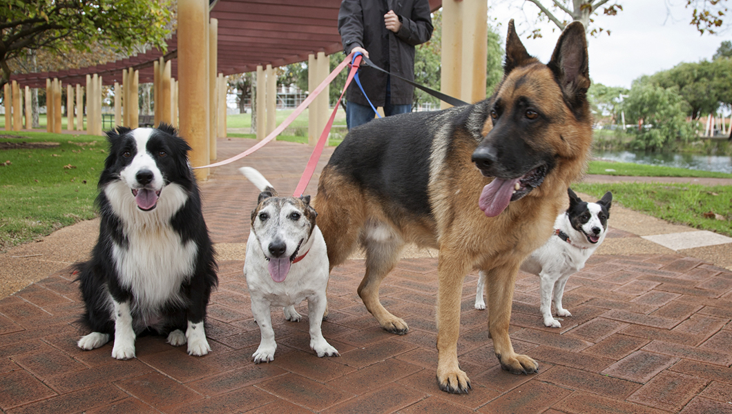 Rover.com was a win for dogs, walkers, and owners — until the kennel lobbyists came barking