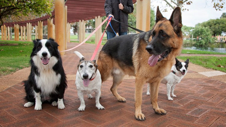 Rover.com was a win for dogs, walkers, and owners — until the kennel lobbyists came barking