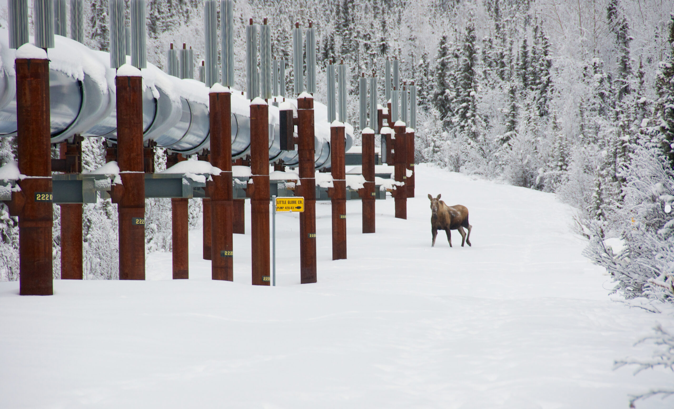 House votes to ban drilling in Arctic wildlife refuge, reversing part of GOP tax bill
