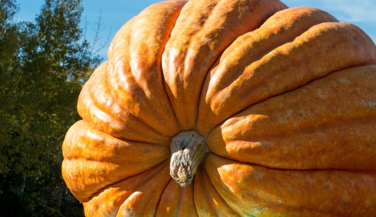SEE IT: Alaska farmer breaks record with giant pumpkin