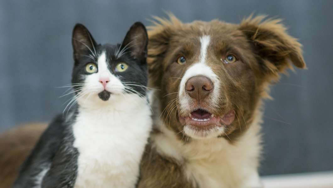 House and Senate agree: No eating cats and dogs