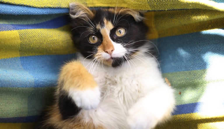 A bipartisan cause: Stop USDA cat testing