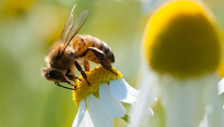 A UN report is concerned about 1 million species going extinct, but its solutions are dead wrong