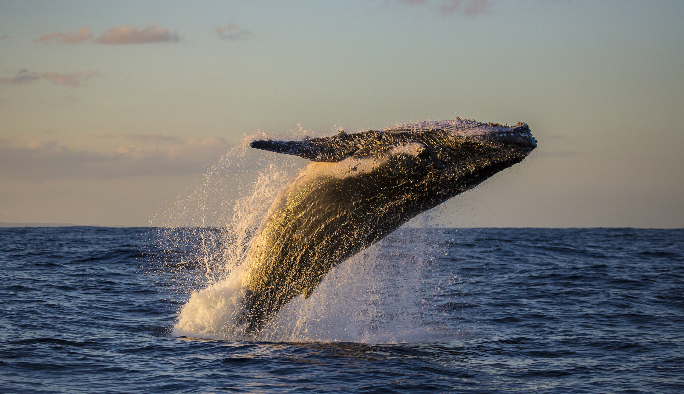 Dan Hannan: Why the whale has such emotional sway over us all