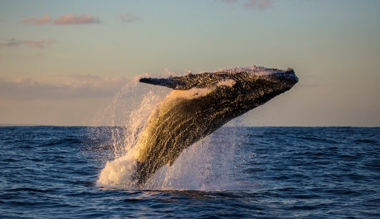 A humpback whale breaching is photographed at sunset off Manly Beach, Sydney, New South Wales, Australia.