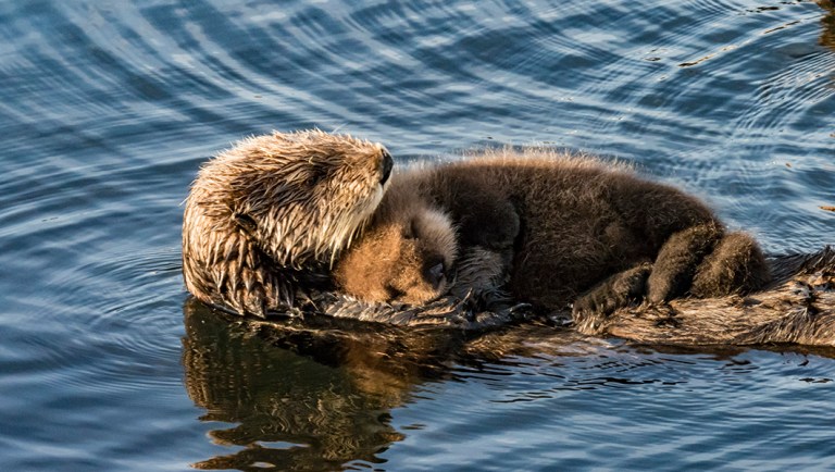 The Northern and Southern sea otter are among the numerous endangered animal species.