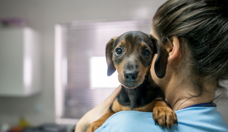 A veterinarian carries a little dachshund.