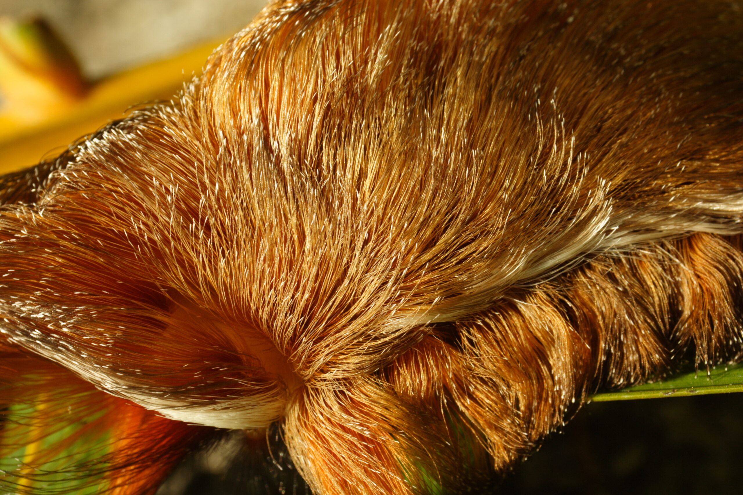 Move over murder hornets: Venomous caterpillars reportedly spotted in Virginia
