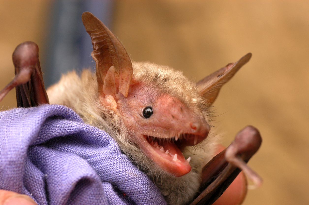 Senate passes resolutions to cancel Biden endangered species protections