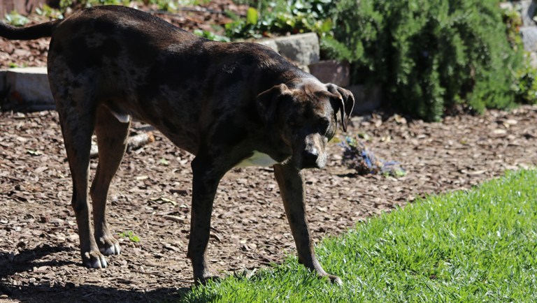 New York woman attacked and killed by her own dogs