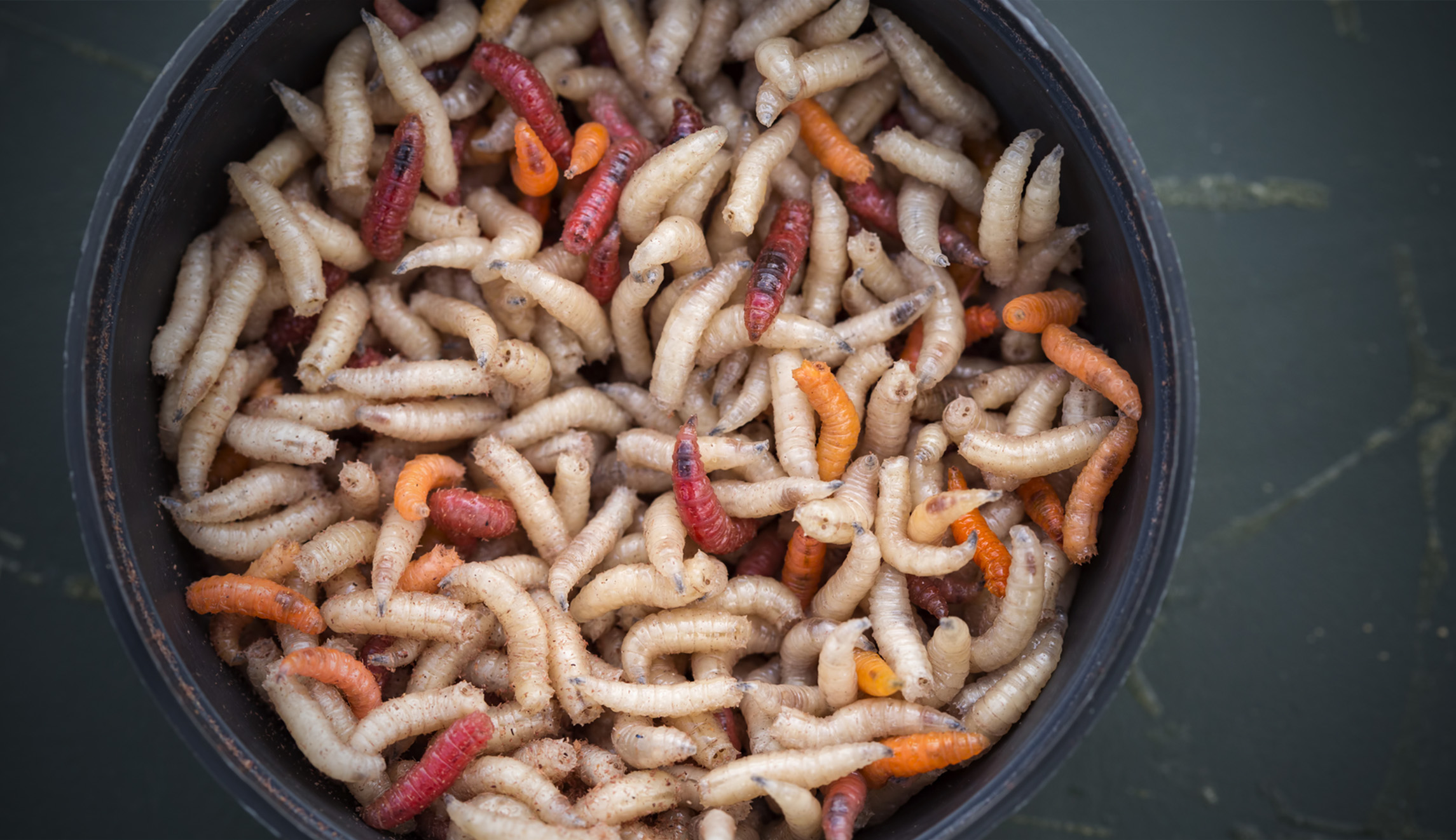 Food scientists making maggot sausage to feed ‘overpopulated world’