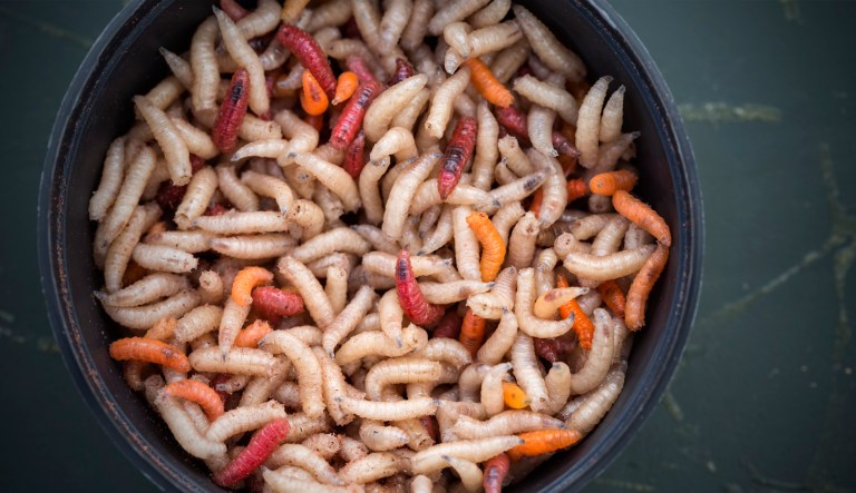 A round container filled with maggots is shown.