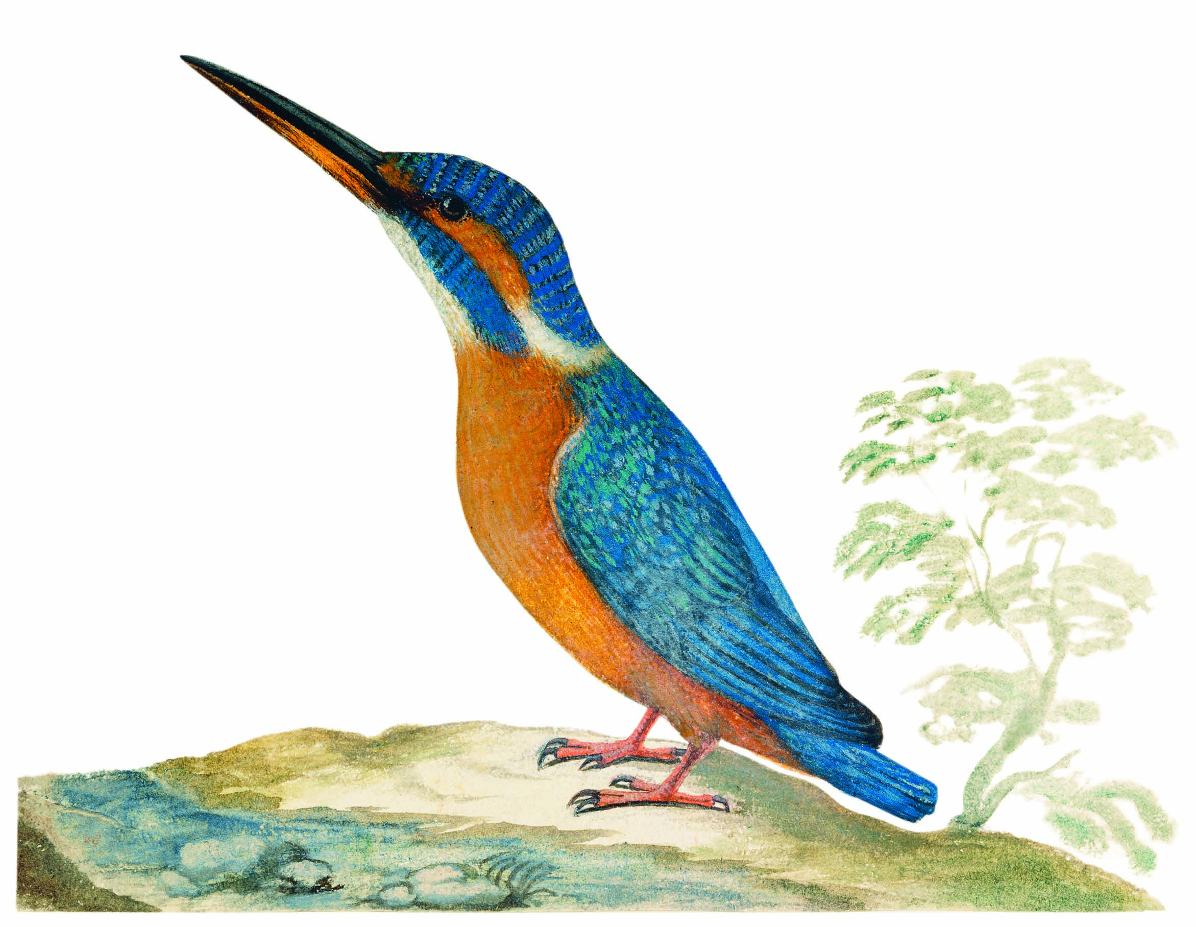 Detail from an illustration of a kingfisher, from ‘Pasta for Nightingales.’