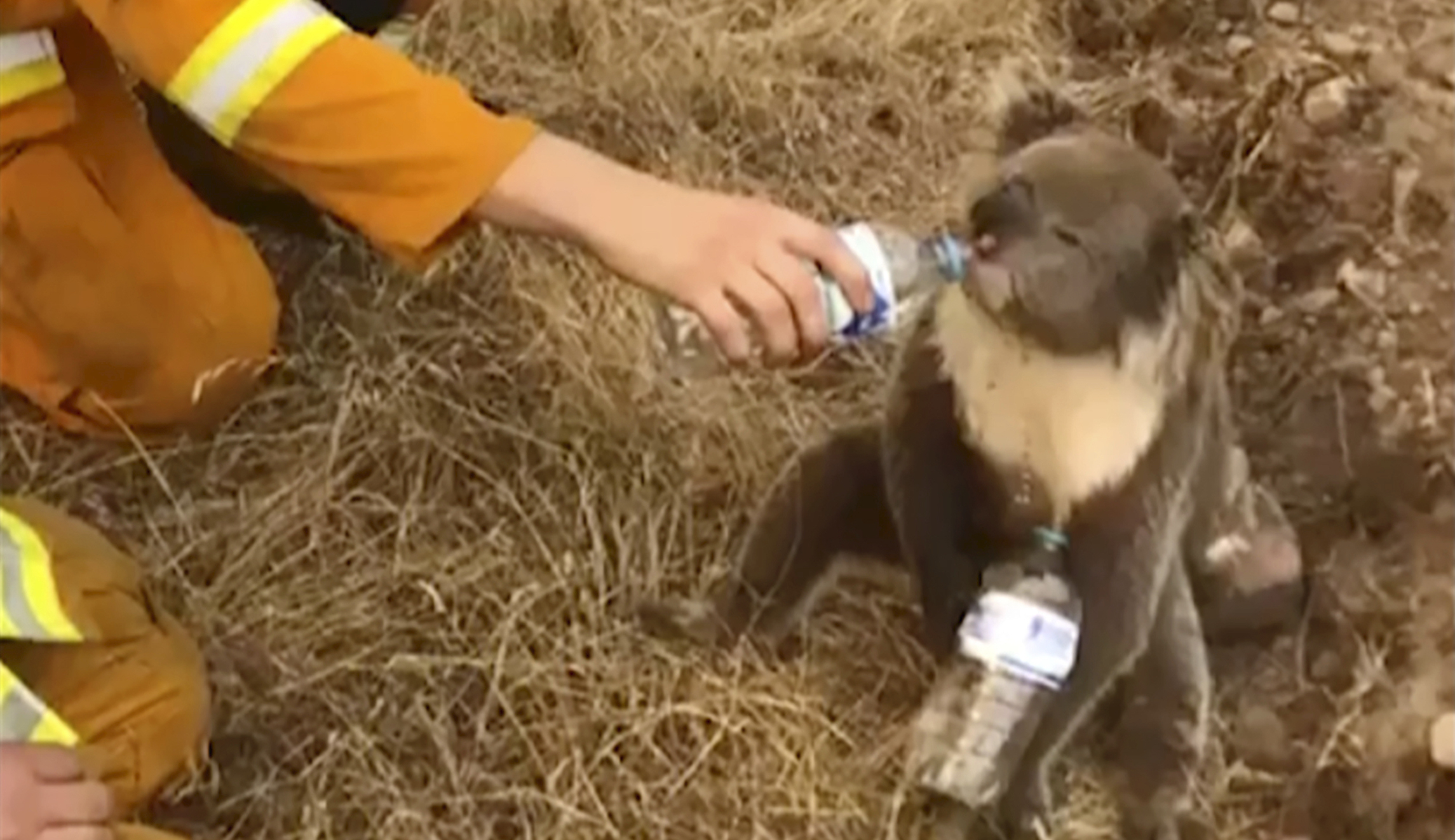 Dogs help save koalas in Australian wildfires