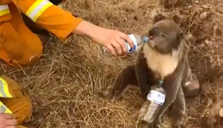 Dogs help save koalas in Australian wildfires