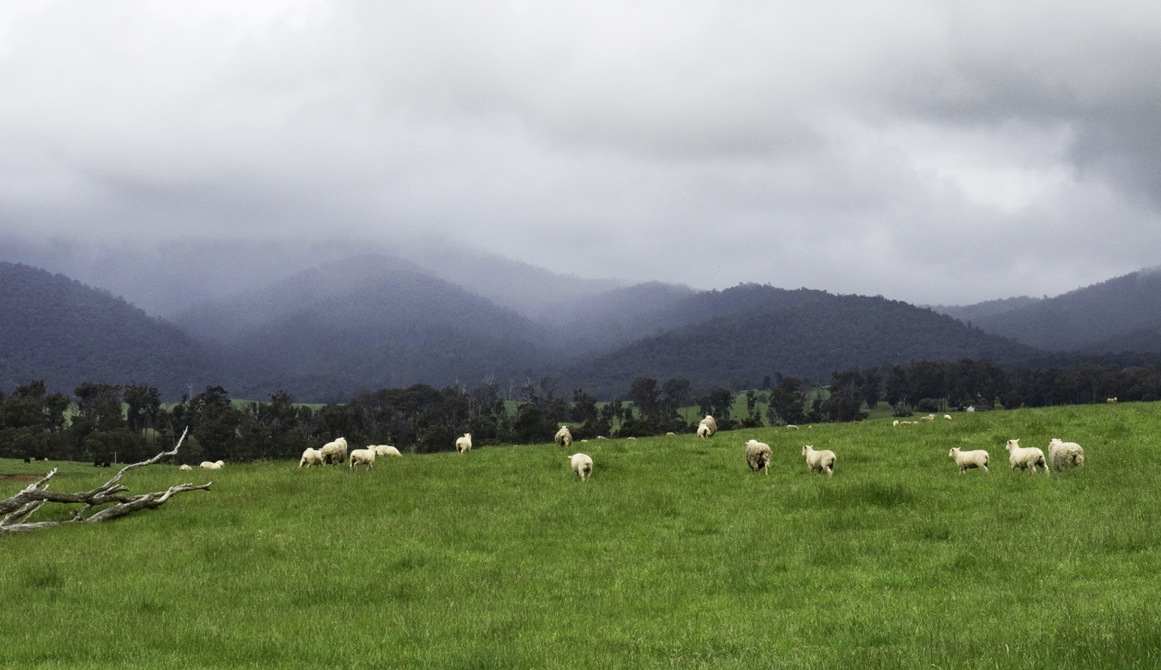 Suffering for beauty in Lapvona