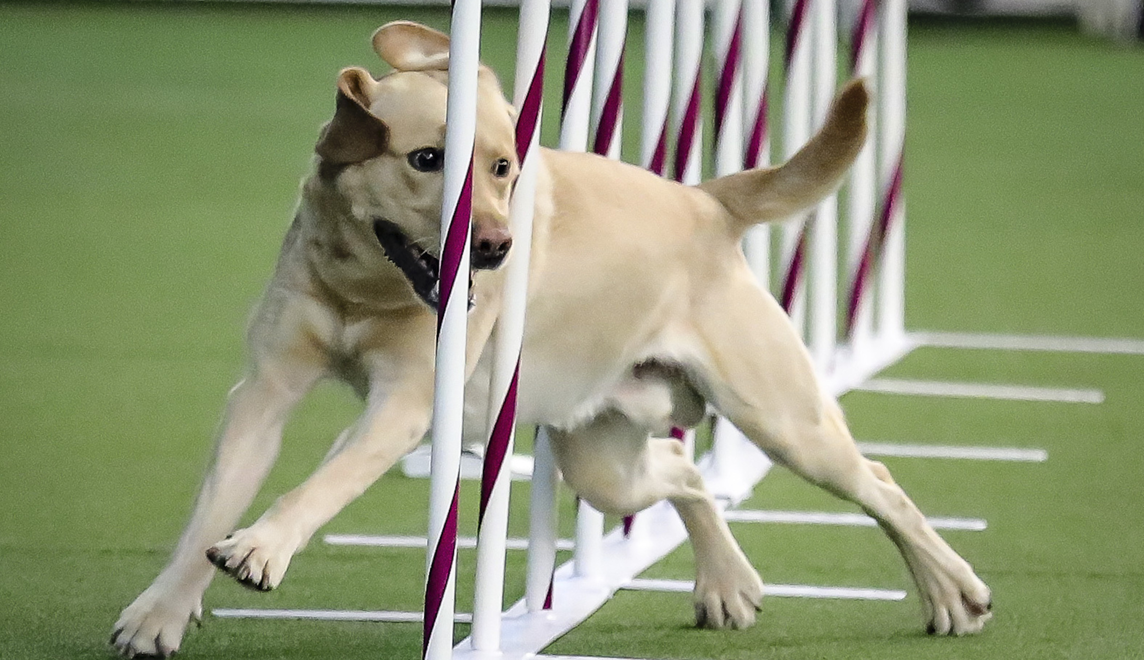 Dogs being trained to detect coronavirus cases