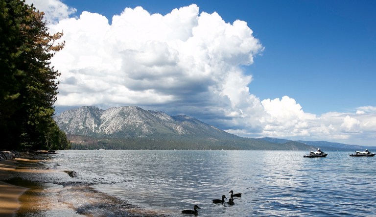 A family of ducks swims along the shore of South Lake Tahoe near the site of the annual Lake Tahoe Summit on Aug. 22, 2017.