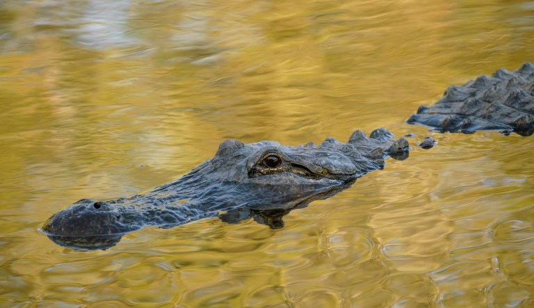 Florida man eaten by alligator died from methamphetamine overdose