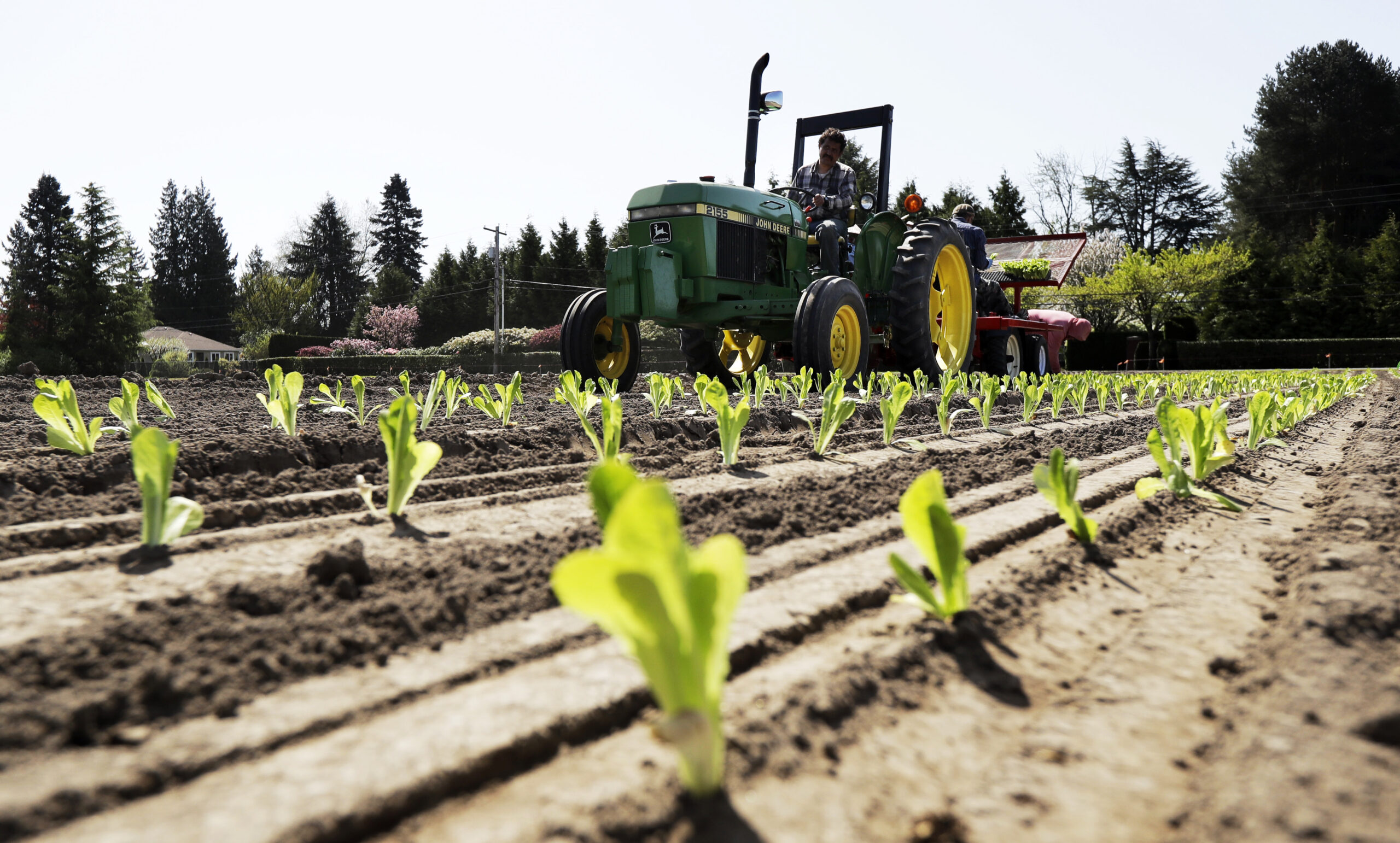 Salad scare: Tainted lettuce prompts alarm over tracking outbreaks